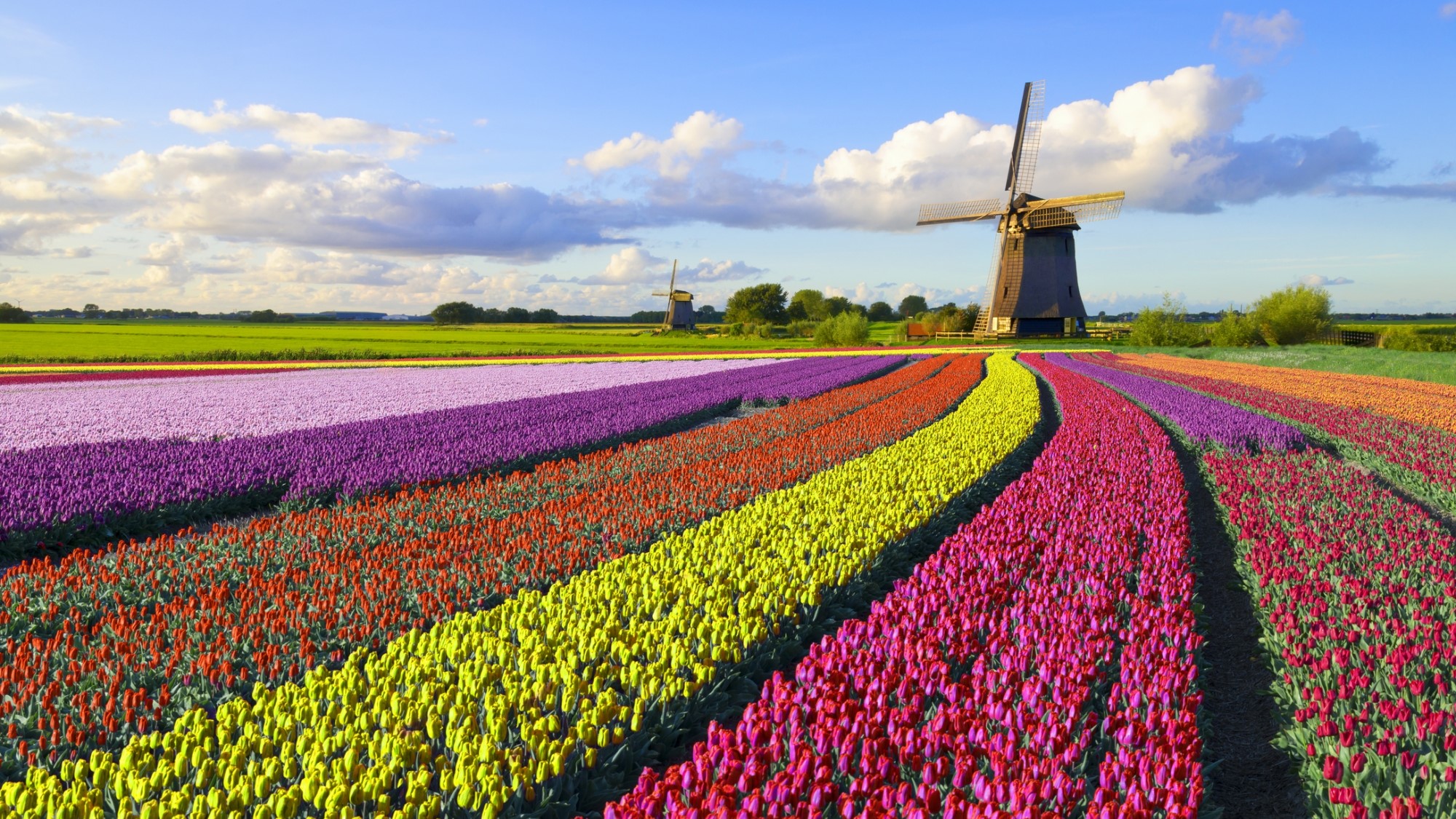 Blomsterprakt i Holland